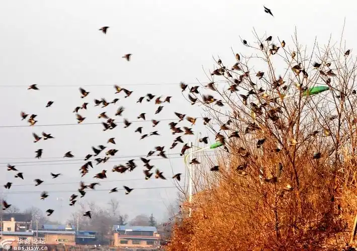 冬季傍晚抓拍群鸟