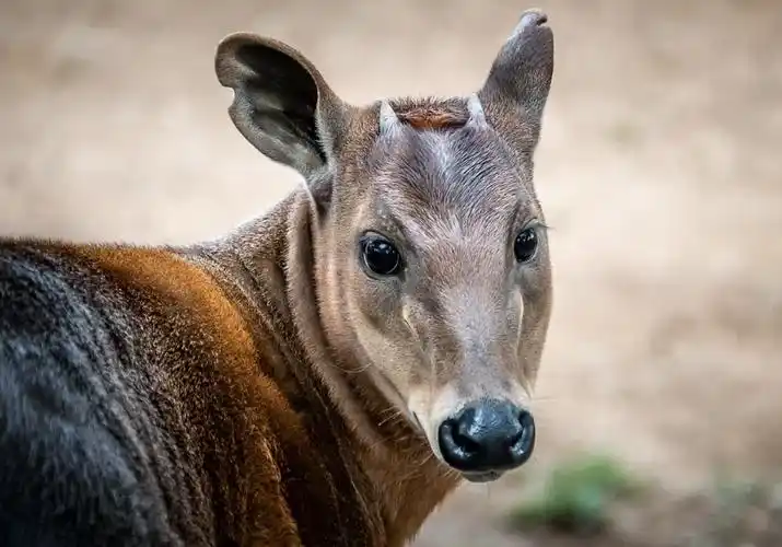 p>黄背小羚羊(学名: i>cephalophus silvicultor /i>):是偶蹄目,牛科