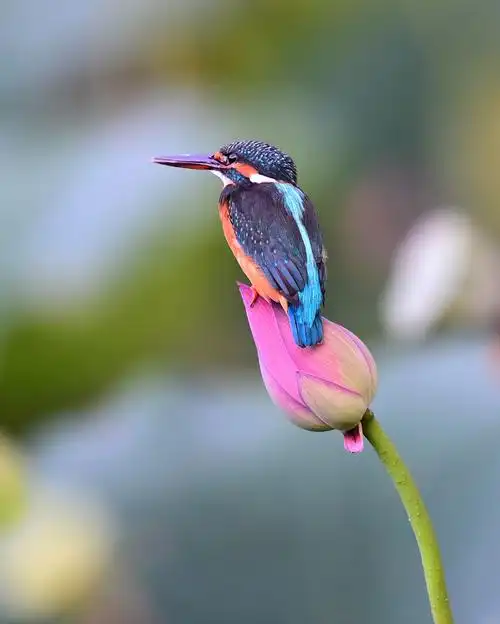 原图欣赏-太平洋摄影部落