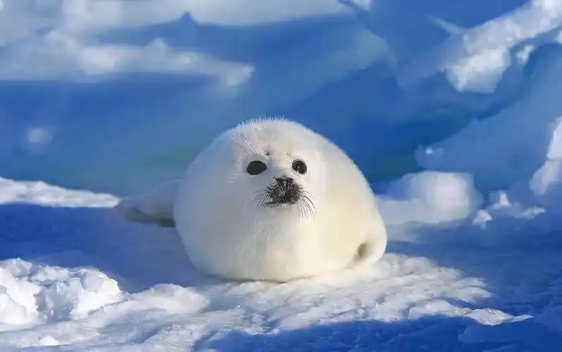 世界上最可爱的动物前十名(全球公认十大最呆萌的动物)-临渡百科