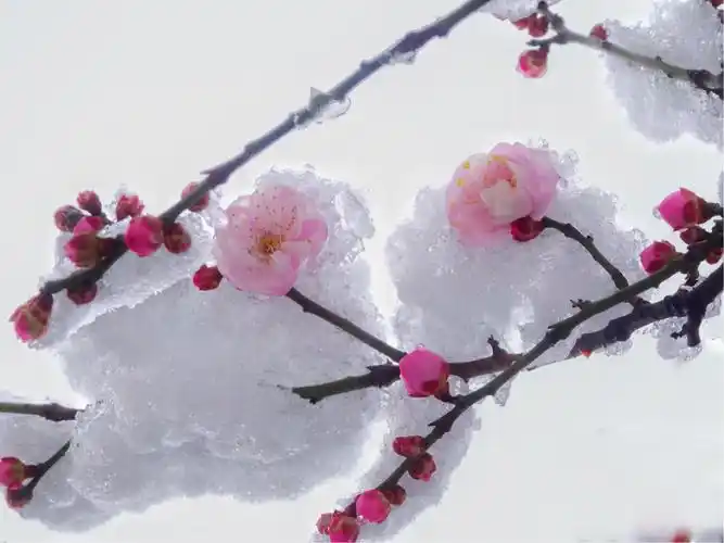 冬之傲骨 一 雪中红梅