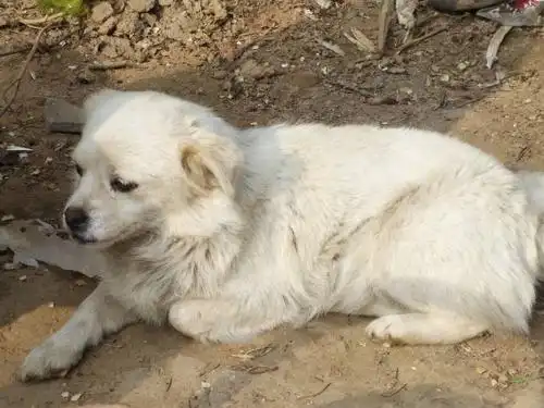 其实拉布在产地也是土狗罢了  本回答由提问者推荐 举报| 答案纠错