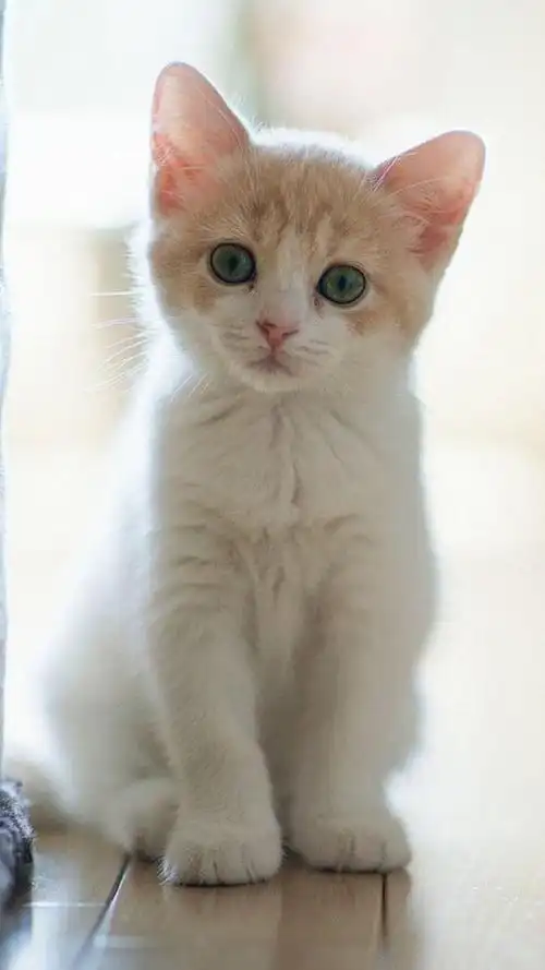 图解,小动物剪纸的简单剪法,动物作文300字小猫,可爱小猫咪卖萌图片