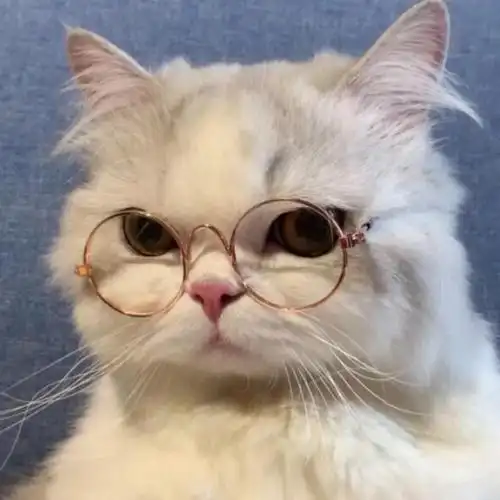 可爱呆萌萌宠头像,抱宠物男女生头像合集