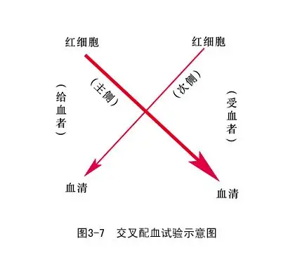 临床执业医师考试生理学复习笔记整理第二节