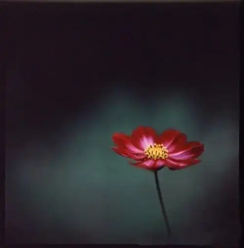 头像之花花草草篇美不胜收