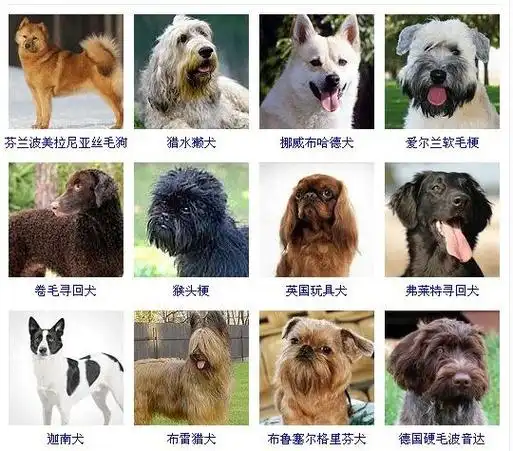 【名犬介绍】最齐全的狗狗品种大全,带图片记得收藏