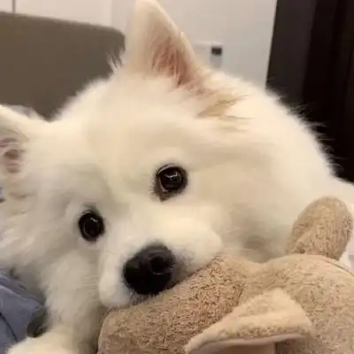 优质可爱宠物头像#萌宠_女生头像_我要个性网