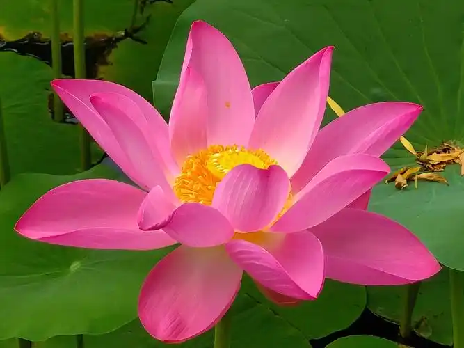 美丽吉祥莲花祝你吉祥快乐!