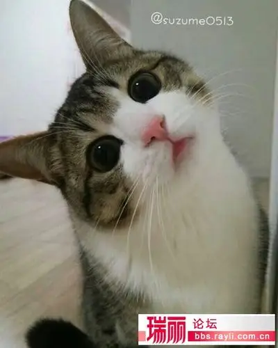 这样的歪头杀你受得了吗