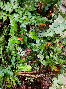 乌脚芼新鲜正宗乌骨芼干货中草药材