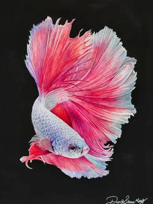 阿东绘制的彩铅画作《鱼》