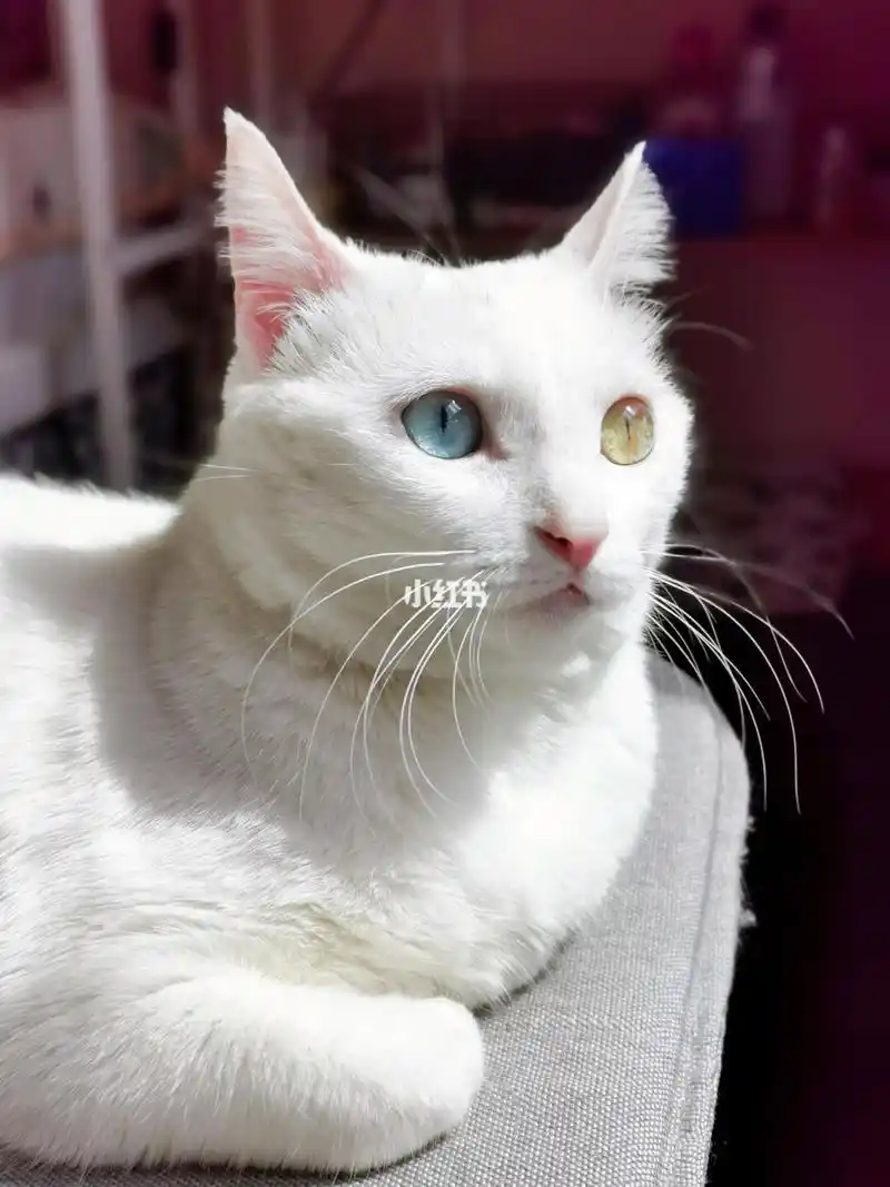 异色瞳波斯猫的成长日记