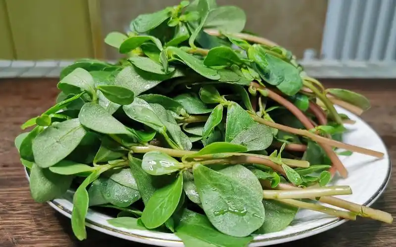 马齿菜最近火了不仅好吃还有妙用您知道吗