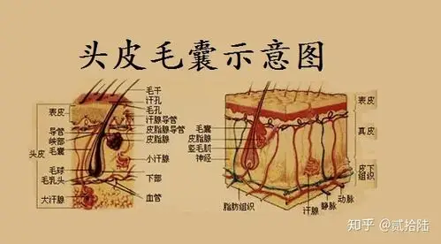 植发一个毛囊单位就是一根头发吗