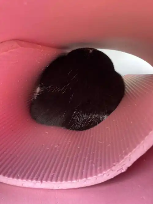 猜猜这是个啥动物