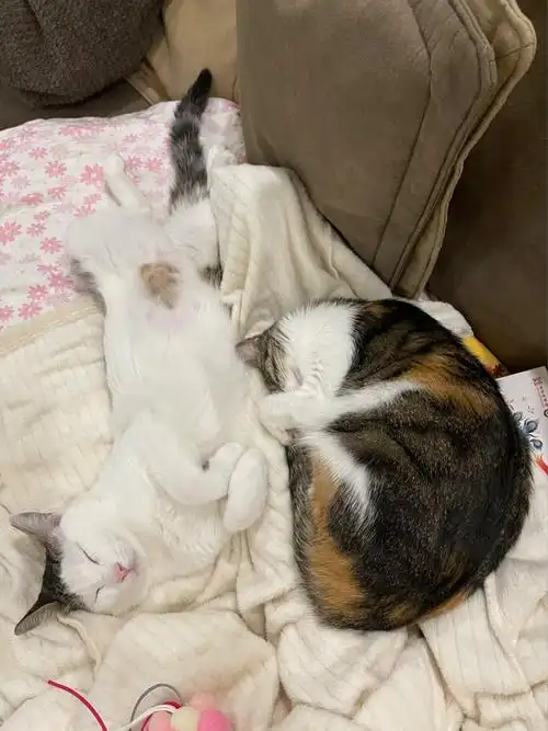 公猫和母猫的睡姿对比