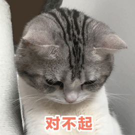 猫gif对不起gif我错了gif
