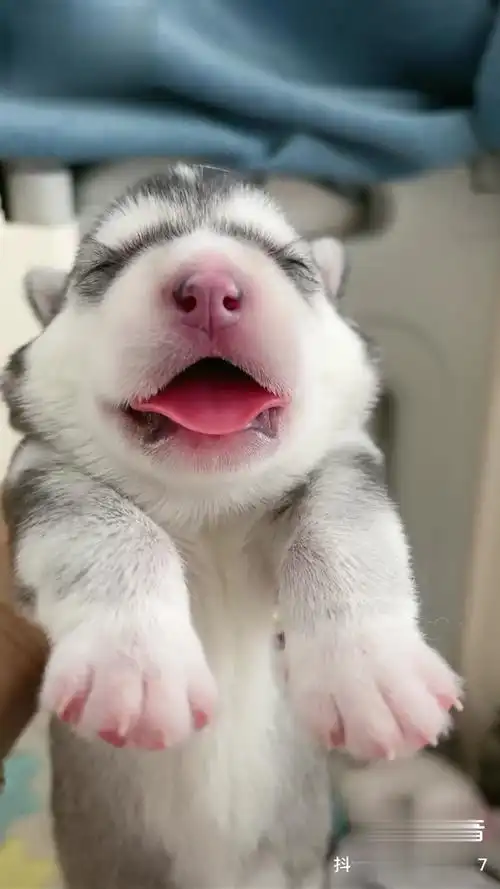 小奶狗 哈士奇 可爱-萌宠视频-搜狐视频