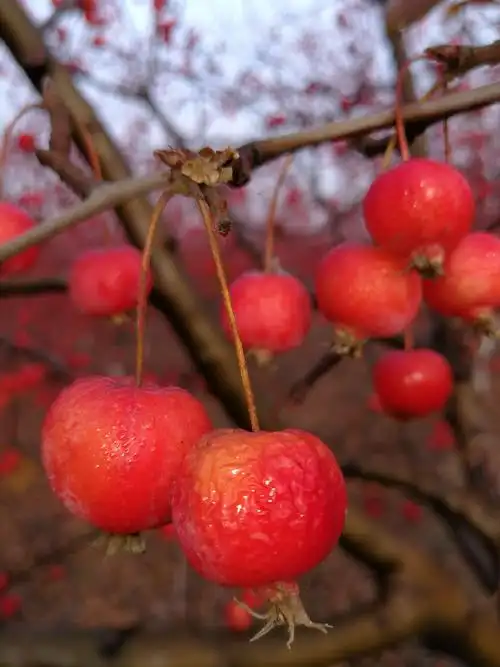 海棠树红果果