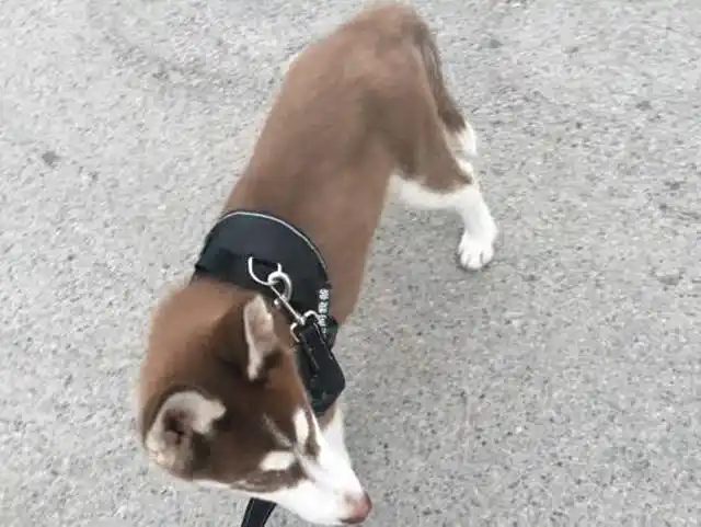 婆婆和老公逼我把哈士奇送走不让养,说出的理由让我流泪!