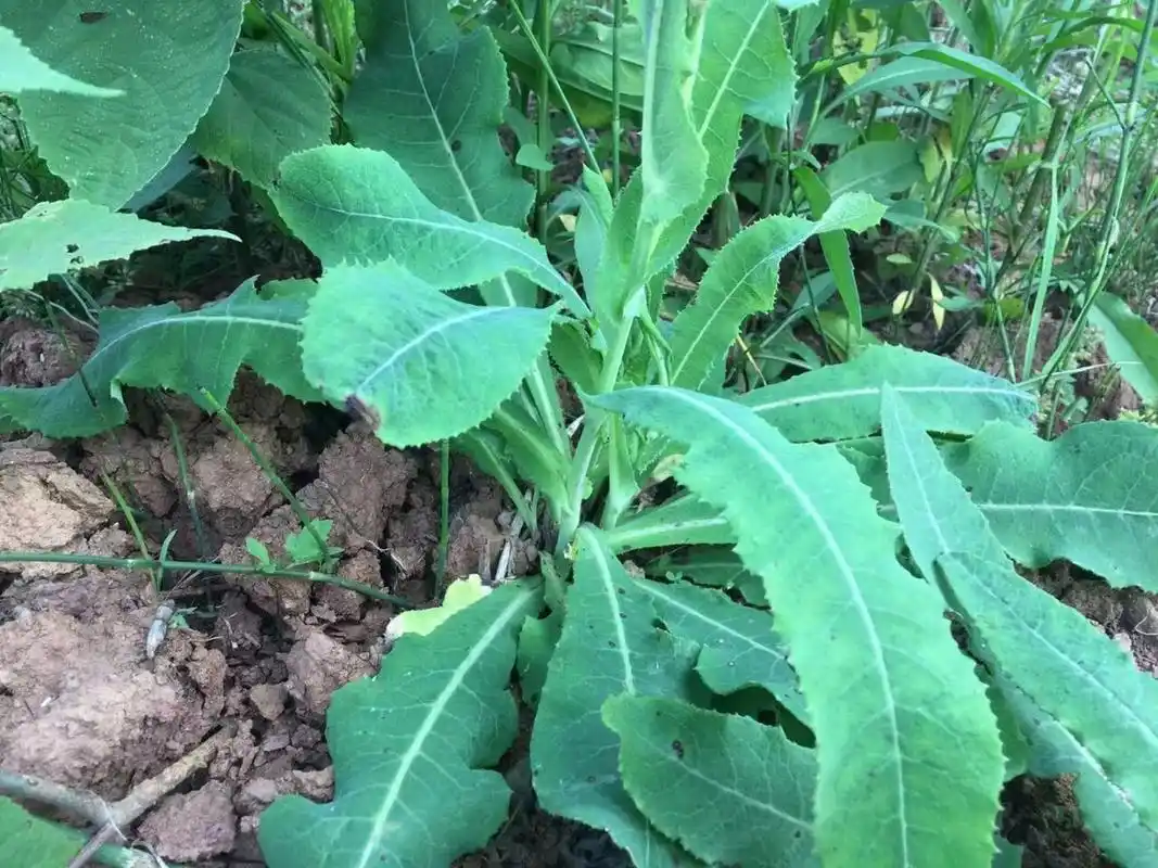 苣荬菜又叫荬菜,野苦菜,野苦荬,苦葛麻,苦荬菜等,是我们生活中常见的