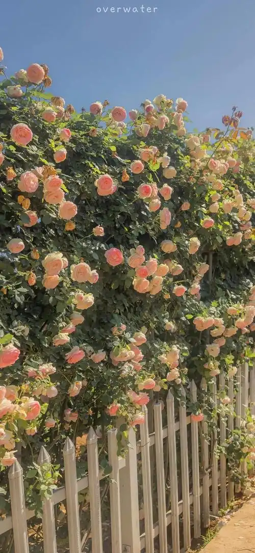 鲜花壁纸自然唯美意境花朵图片大全这是一期令人心旷神怡的壁纸哦