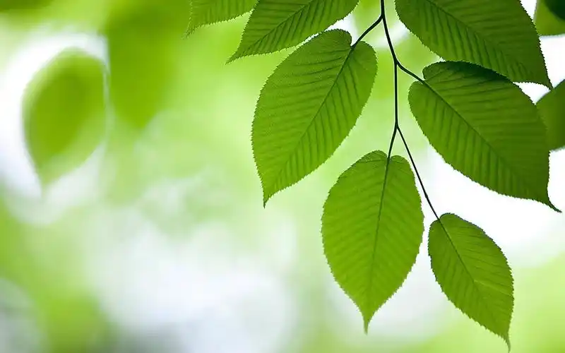 绿色壁纸_提供绿色养眼护眼电脑桌面壁纸_美桌网