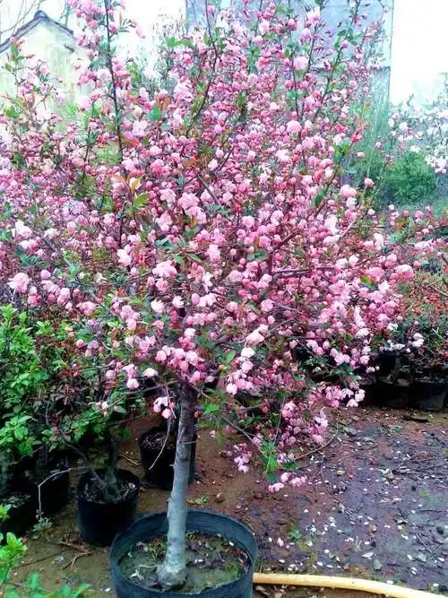 西府海棠有何不同种一棵试试开花真不赖