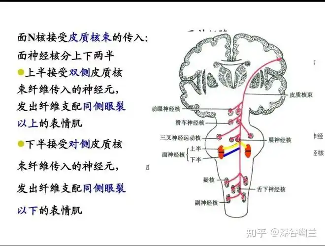 绕过展神经核,在邻近听神经处穿出,进入内耳孔,经面神经管下行,过膝状