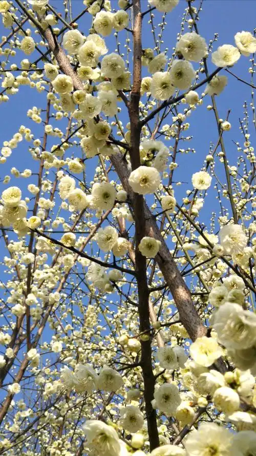 难辨初蕾与叶芽, 向阳一枝绿萼发, 素缟青袂碧玉姿, 浅妆扮成是梅花