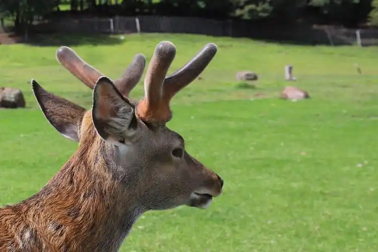 公梅花鹿的特写镜头