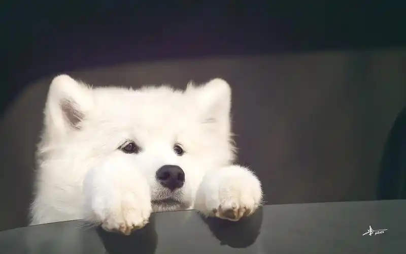 桌面壁纸 动物壁纸 > 正文       本文 萨摩耶电脑壁纸_可爱呆萌