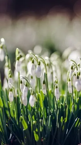 白色的花朵,雪花莲,春天 iphone 壁纸