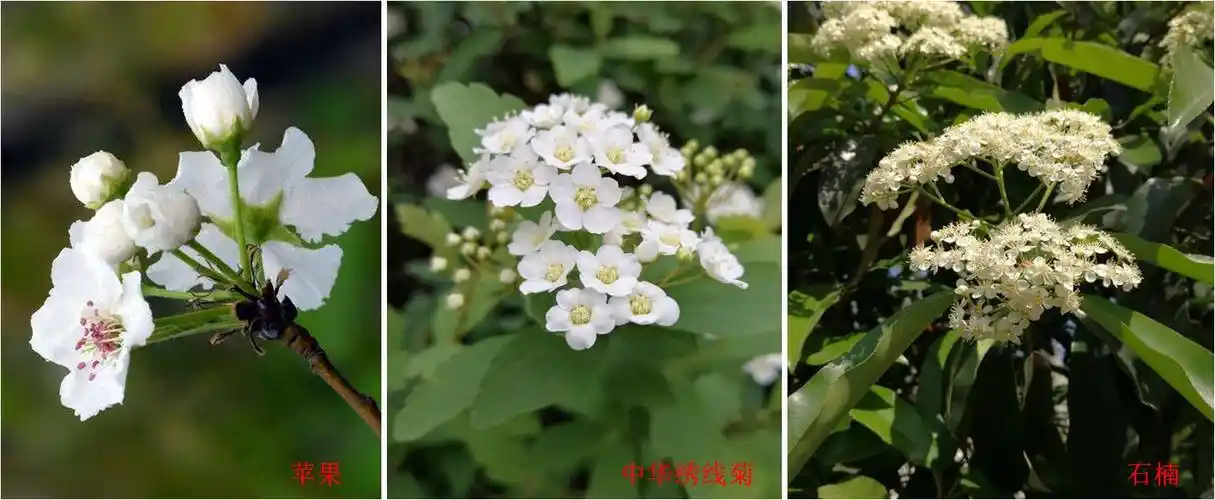 伞房花序:花序轴较短,花序上各花的花柄长短不一,基部花的花柄较长,愈