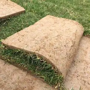 带泥土真草皮马尼拉四季青图片