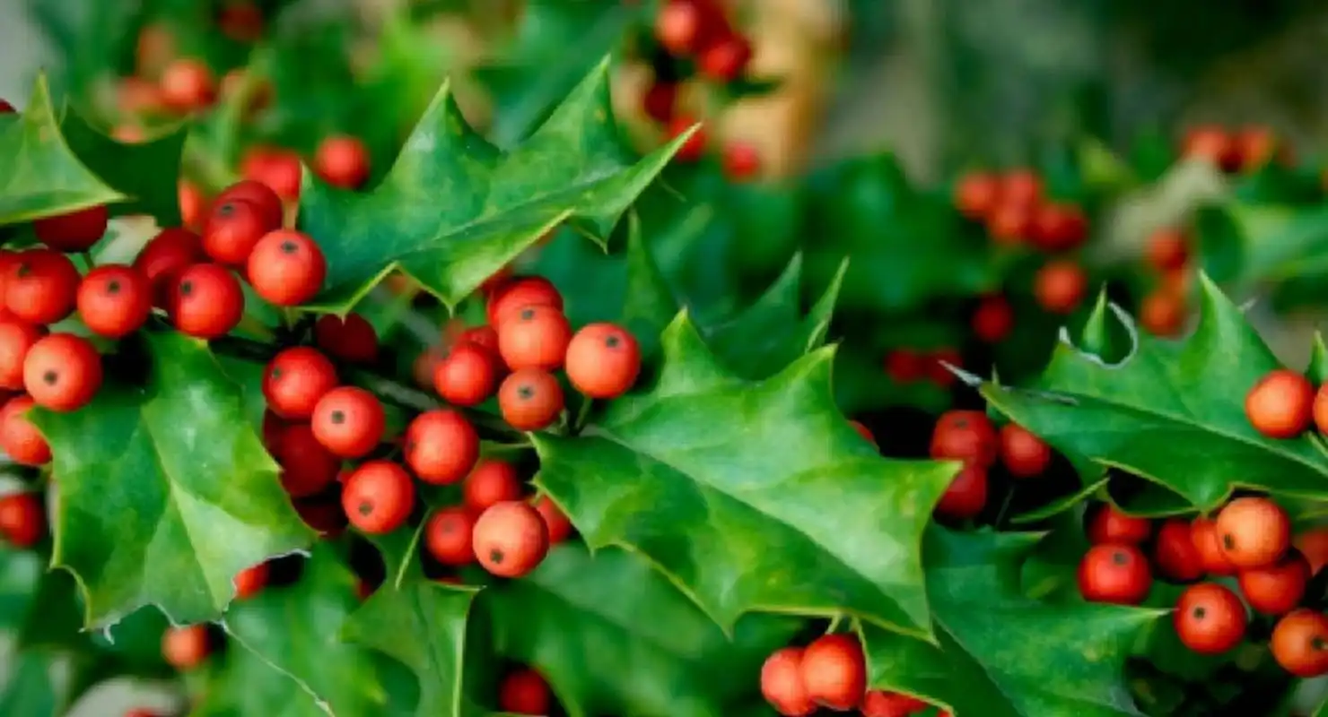 【每日一花】枸骨 枸骨(ilex cornuta)又名猫儿刺,老虎刺,八角刺,鸟不