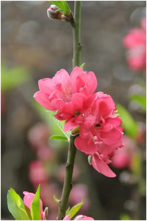 原图欣赏-太平洋摄影部落