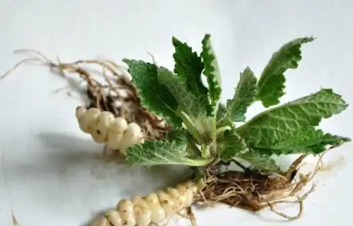 地蚕草地蚕草怎么吃