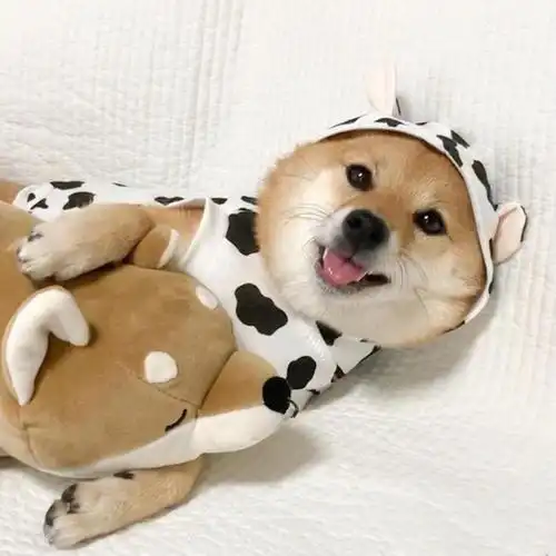 可爱柴犬卖萌头像,动物头像图片-回车桌面