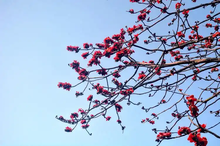 爬橡树影红棉 - 橡树摄影网