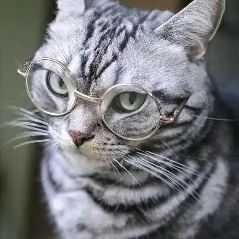 猫头像帅气冷酷霸气 霸气头像图片大全 -【爱个性】