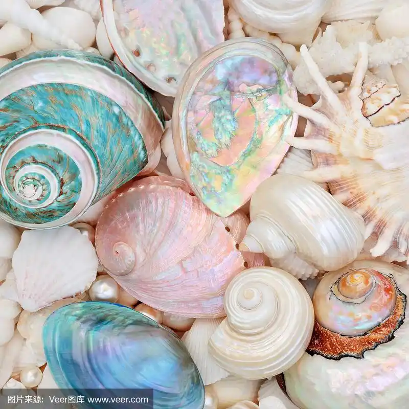 天然海贝美丽与母亲的珍珠壳