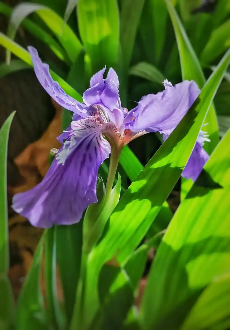 鸢尾兰花开