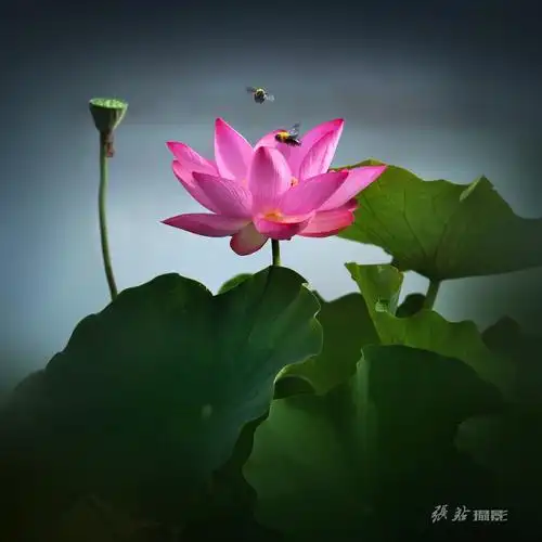 《荷塘艳影》张恩德荷花专题摄影作品展