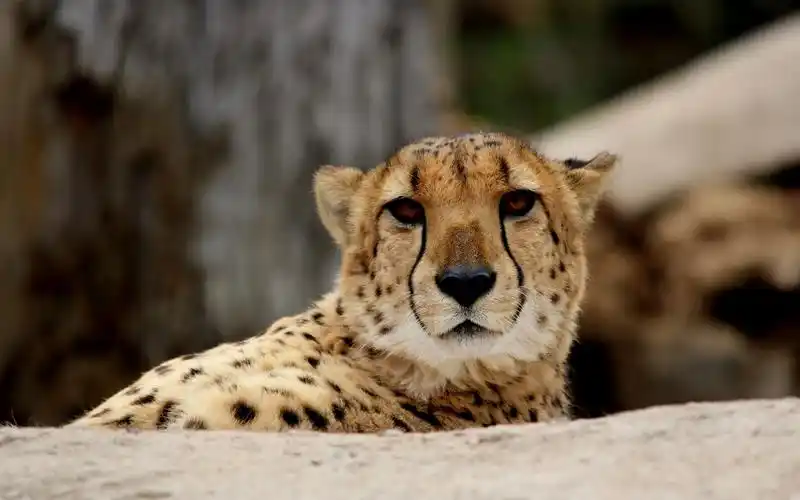 cute cheetah, predator, face 4k