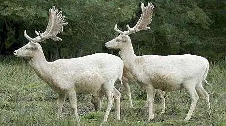 我国出现的祥瑞基因突变的白色马鹿