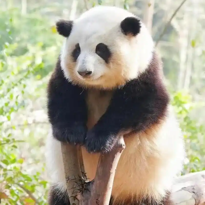 熊猫界顶流女明星花花 #花花全世界最好认的熊猫 #可爱到爆 - 抖音