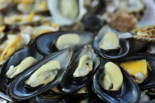 这种贝壳是什么.