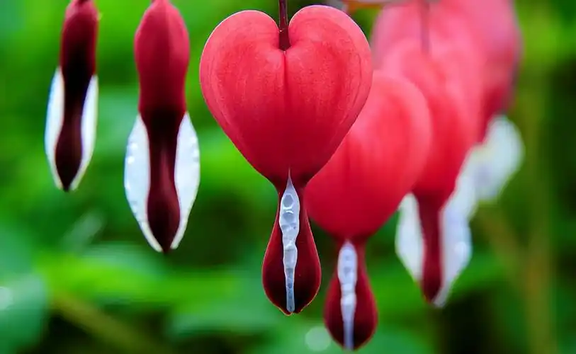 世界十大最美花